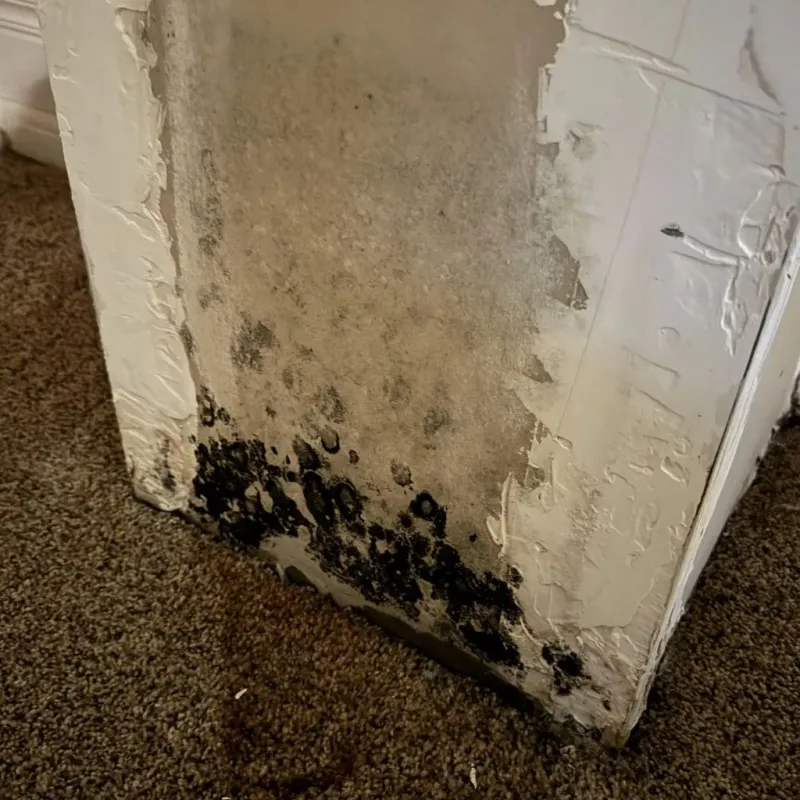 Professional Mold Removal in Linn County, KS